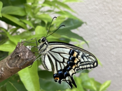アゲハチョウ