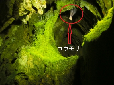 コウモリ