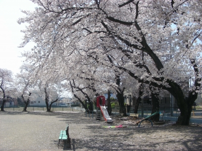 公園の桜　2