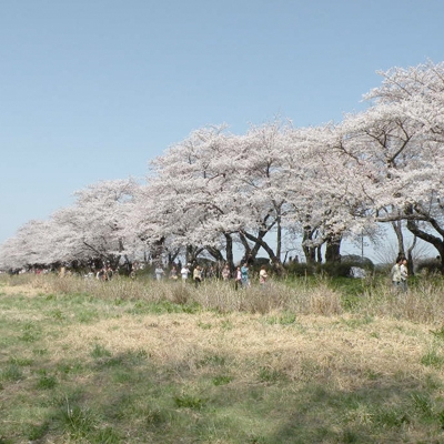 桜90年と薪ストーブの１５６年