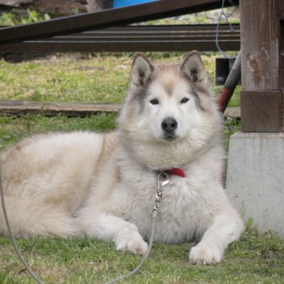 薪ストーブと犬