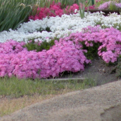 薪ストーブの灰とお花