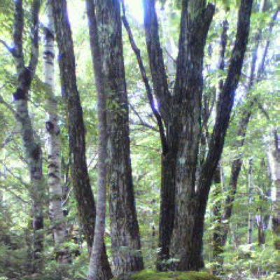 薪づくりは急ぐべし