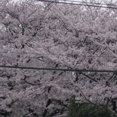 薪ストーブ　桜便りパートⅢ