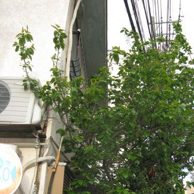 薪ストーブ桜ﾊﾞｰｼﾞｮﾝ最終