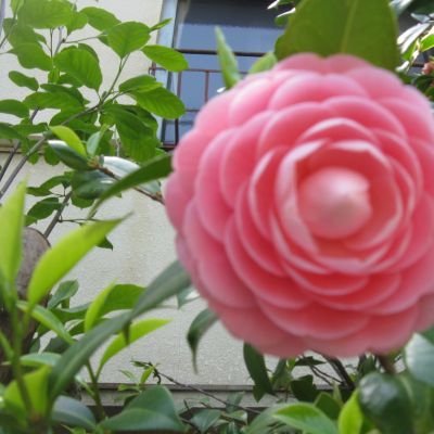 薪ストーブメンテナンス