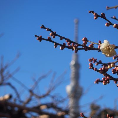 薪ストーブ屋の休日　下町・・・