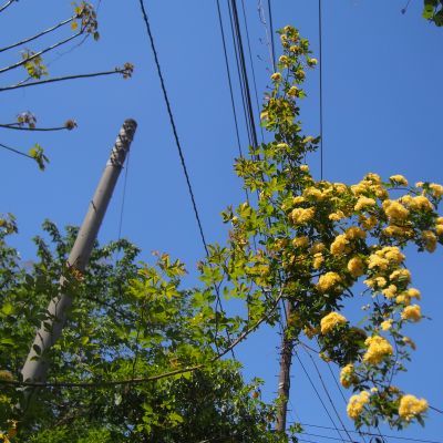 薪ストーブ屋の休日　都内をぶらり・・・