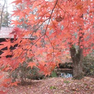 薪ストーブ設置工事　長野県　紅葉・・・