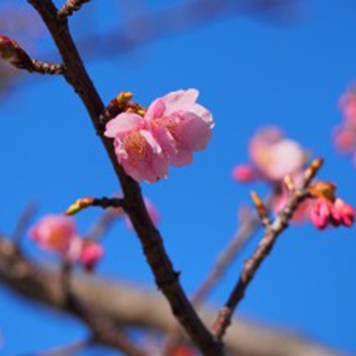 薪ストーブ屋の休日　近所で・・・