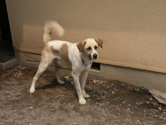 薪ストーブ好きは犬好き？