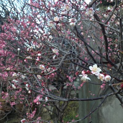 鳥に教えられる？