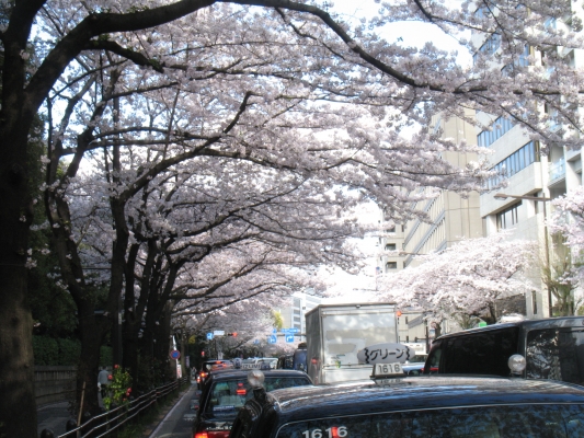 桜名所の近所で・・・