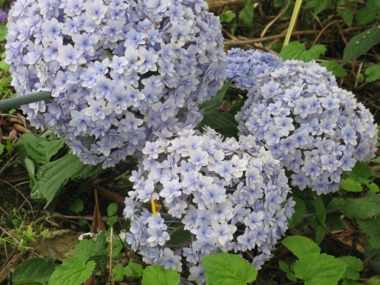 あじさいの花