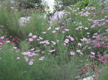 秋の花