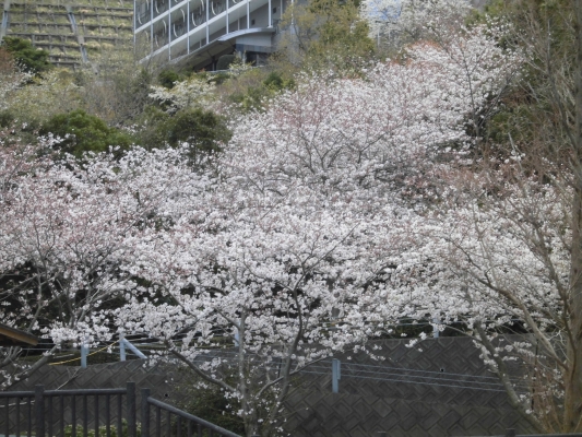 桜　満開の千葉