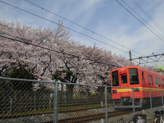 桜と、電車