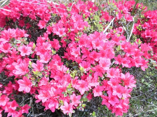 ツツジの花