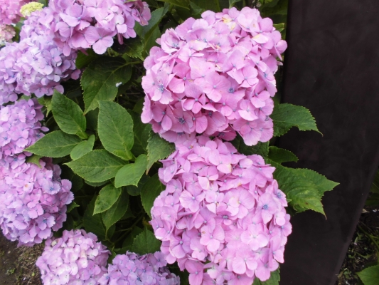 紫陽花の花