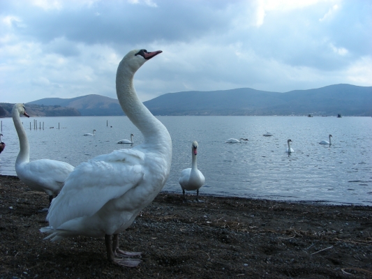 白鳥・・・