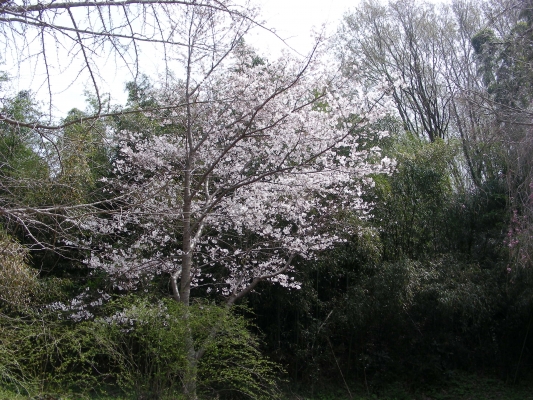 庭の桜・・・