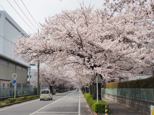 桜の中で・・・