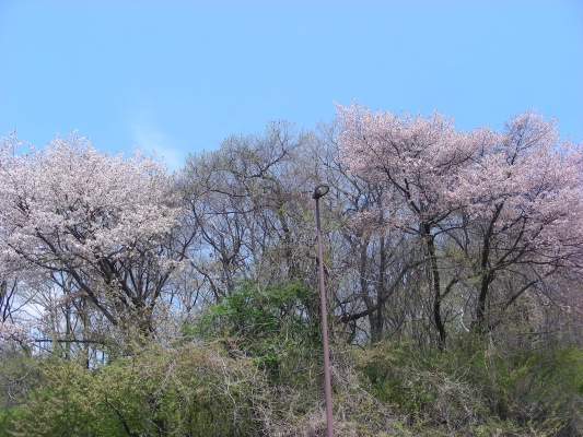 桜も終わり・・・