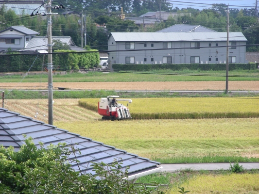 早くも稲刈り・・・