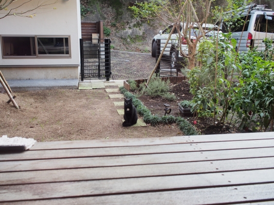 猫ちゃんも・・・