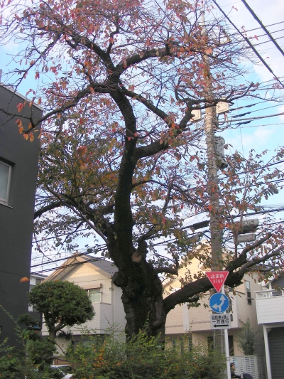 桜の古木・・・