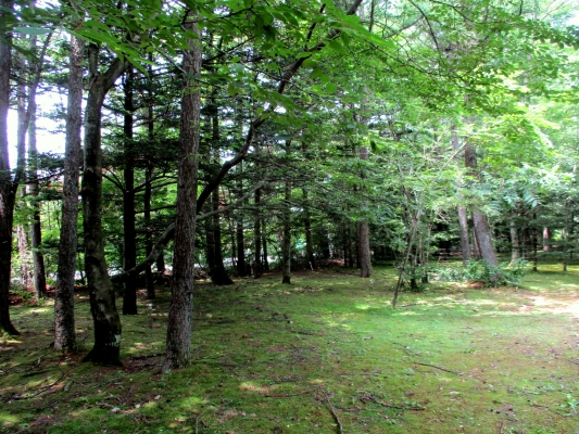 苔の庭・・・