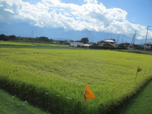 こちらも・・・