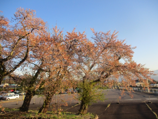 夕日と桜・・・