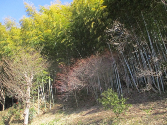 裏庭は・・・