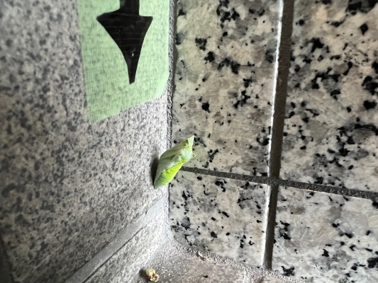 季節外れの・・・