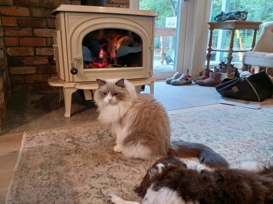 愛犬＆愛猫と・・・