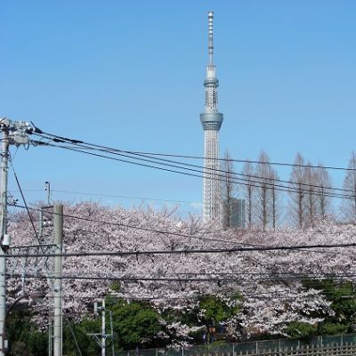 薪ストーブ in 桜満開