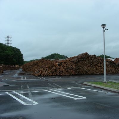 薪ストーブと針葉樹