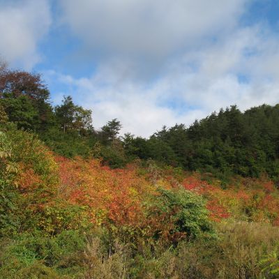 岩手の薪　生産地訪問　その２