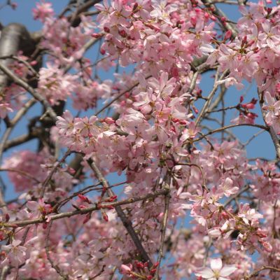 薪ｽﾄｰﾌﾞ 桜便りﾊﾟｰﾄⅡ