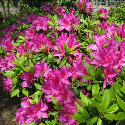 薪ストーブ花ｼﾘｰｽﾞⅠ
