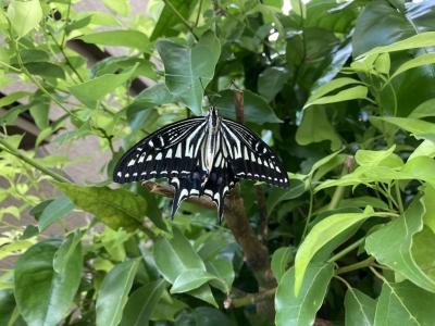 アゲハチョウ