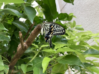 アゲハチョウ