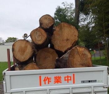 原木