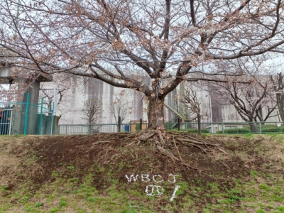 桜