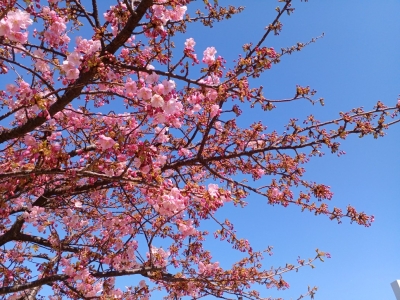 河津桜