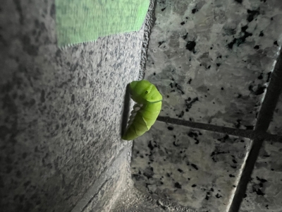 幼虫