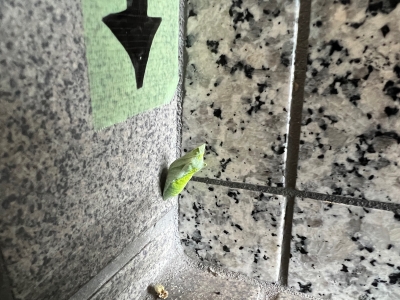 サナギ