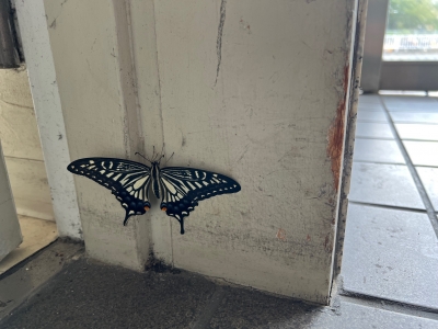 アゲハ