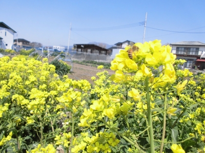 菜の花①